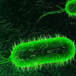 Il Colera: cause, sintomi e cura